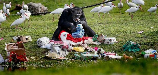 Шимпанзе празднуют Рождество (11 фото)