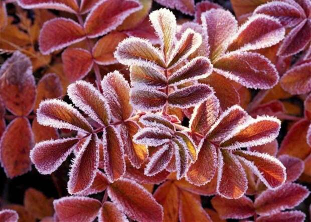 hoarfrost06 Утренний иней