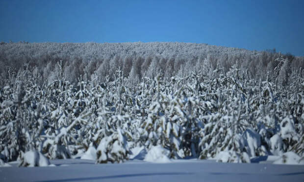 Волонтер Чооду рассказала о планах по поиску семьи Усольцевых в Красноярском крае