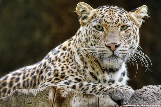 Портреты животных