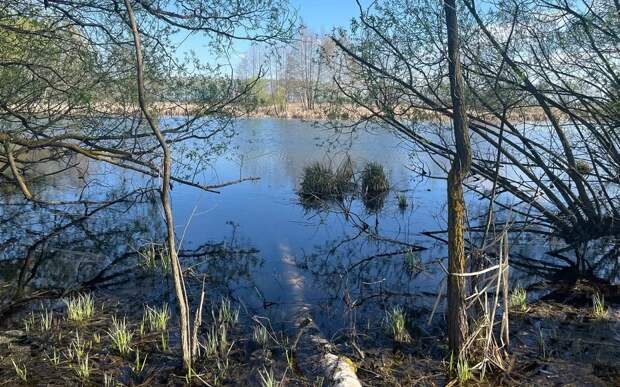 В Рязанской области из-за тепла досрочно проснулись майские жуки