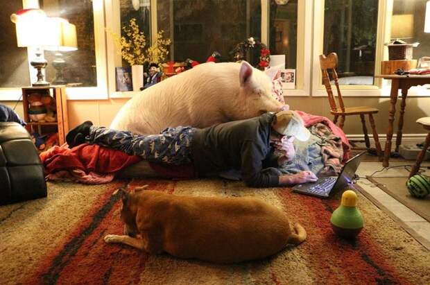 В доме у канадцев живёт свинья. Очень счастливая свинья животные, свинья