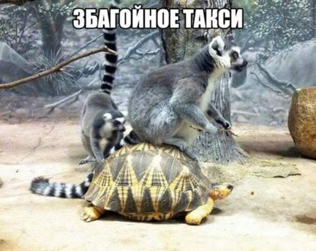 Свежие прикольные картинки (48 шт)