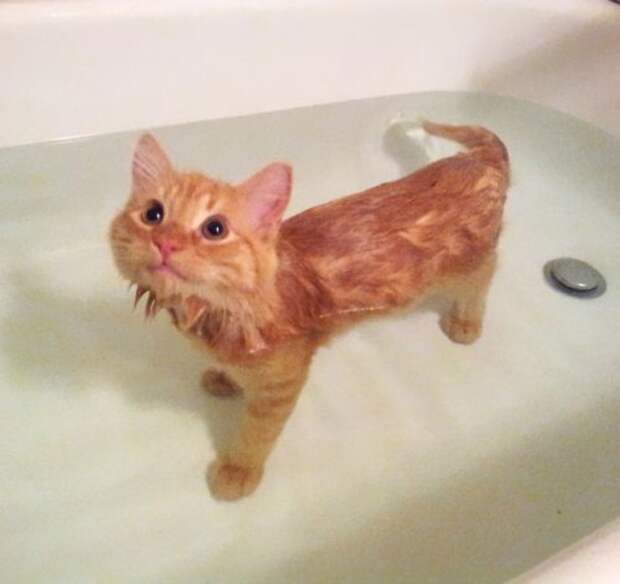 Неправильные коты  вода, кот