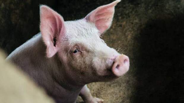 В Астраханской области выявлена африканская чума свиней. Что делать с поголовьем?