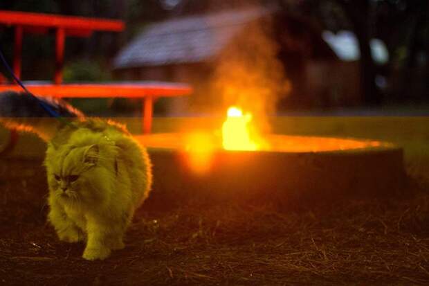 Гэндальф кот, кот-путешественник 