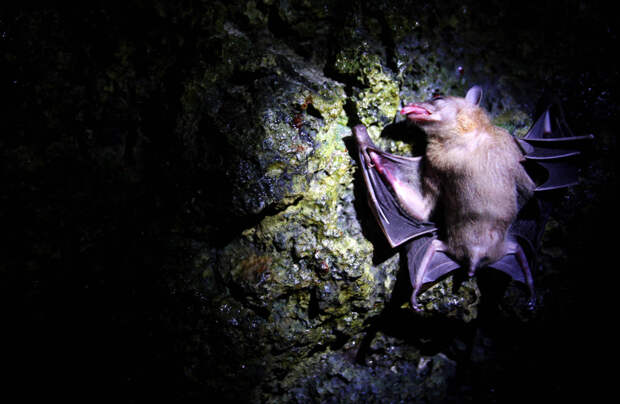 Bats Consumed For Good 11 Поедая мясо летучих мышей