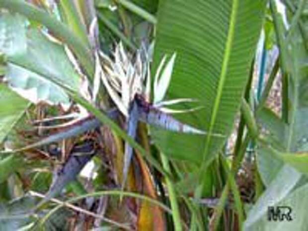 Strelitzia nicolai, Giant bird of paradise, white bird of paradise