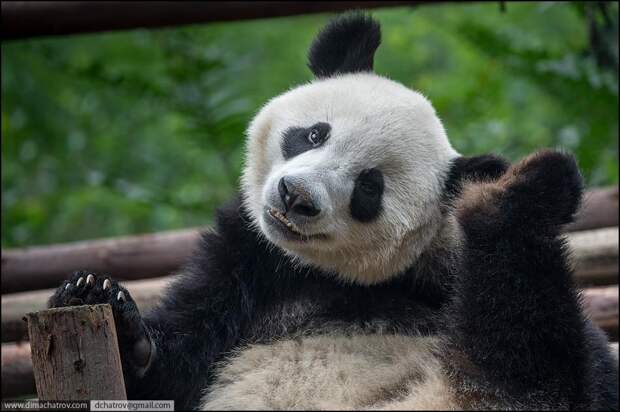 panda04