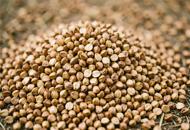 Врач Тарасов назвал 3 продукта, восполняющих нехватку цинка весной