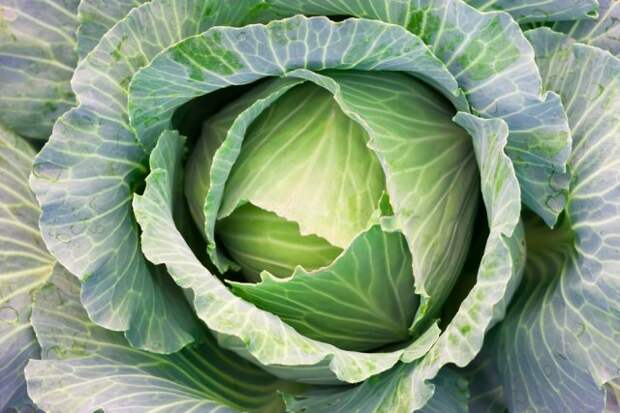 Выращивание овощей без нитратов