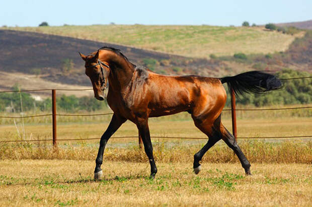 Самая красивая лошадь в мире