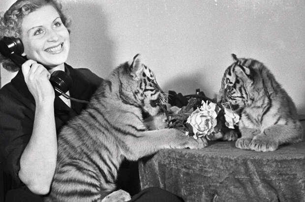 Укротительница тигров Маргарита Назарова с тигрятами. 1958 год