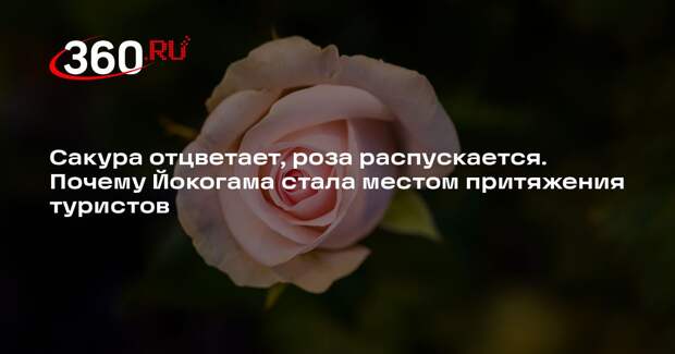 В Йокогаме начался фестиваль «Неделя роз»