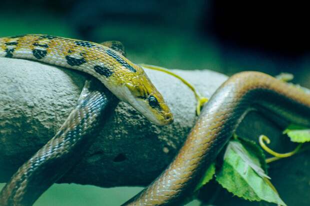 Ученые открыли молекулу, способную подавлять аппетит, изучив метаболизм питонов
