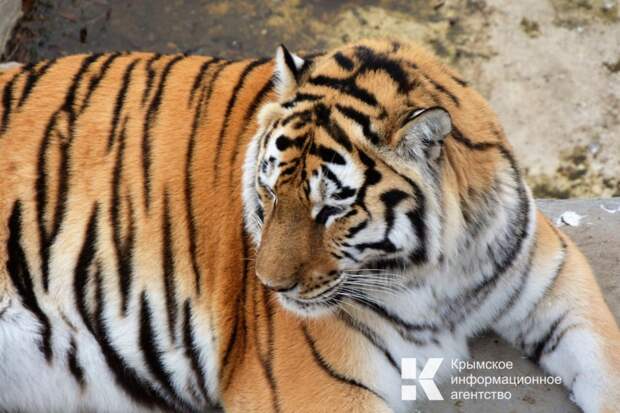 В деле с откушенным тигром пальцем в «Тайгане» неожиданный поворот