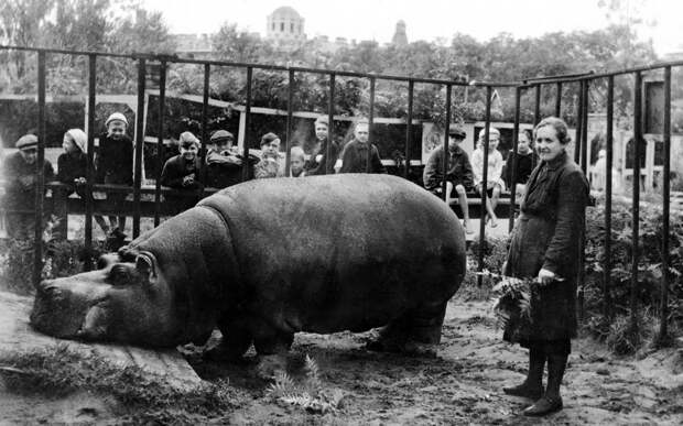 spbzoo09 Как ленинградский зоопарк пережил блокаду