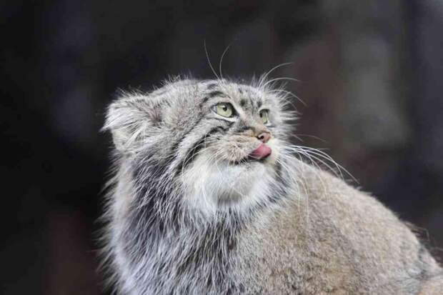 Финский зоопарк не предоставит манулу Тимофею невесту