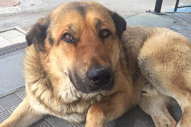 ФОТО Камчатский приют для бездомных собак "Остров надежды". http://ostrovkam.ru/