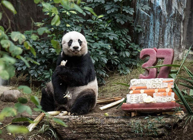 pets-that-have-better-birthday-parties-than-you-69-570f442a468ea__700