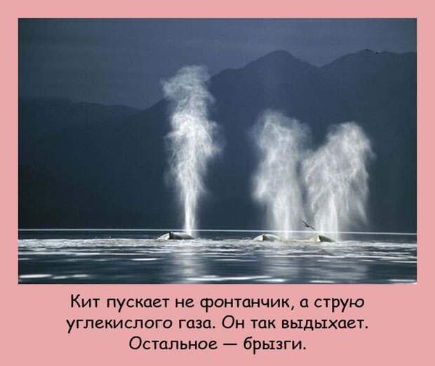 Интересные факты в картинках (20 фото) Интересные факты в картинках (20 фото)