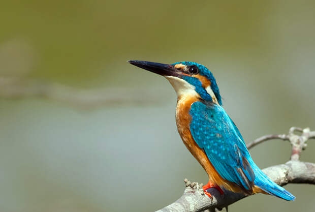 Зимородок - король-рыбак - kingfisher - Фото и статья