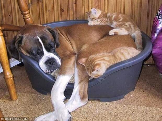 Наглость зашкаливает: коты, использующие собак вместо подушки животные, забавно, кошки, питомцы, смешно, собаки, фото, юмор