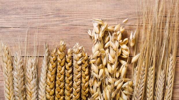 Что полезнее: ячмень или пшеница