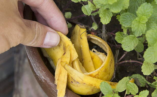 Нестандартные способы использования банановой кожуры