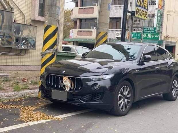 Кот в Maseratti