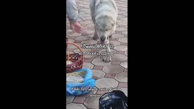 Video: TikVideo.App_7495411441982311685_hd.mp4