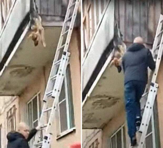 Прохожие спасли истощенную собаку, которая без сил свисала с балкона