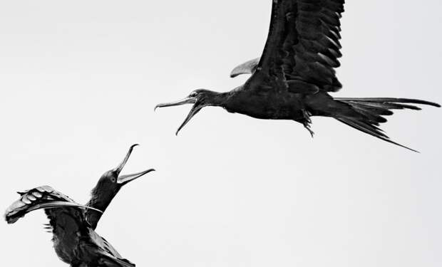 Победители орнитологического фотоконкурса Audubon Photography Awards 2016