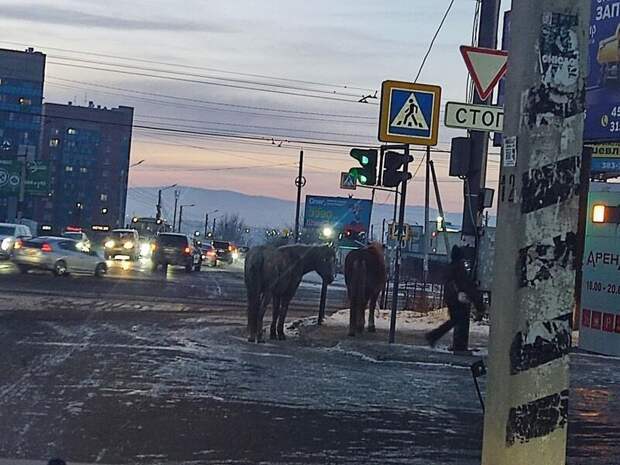 Безнадзорные кони гуляют в микрорайоне Северный