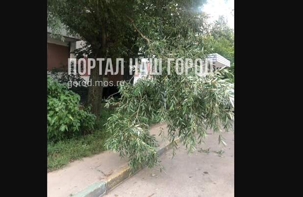 В проезде Донелайтиса обнаружилась лишняя зелень