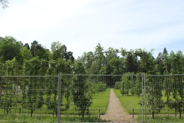 "Тянутся сосны в прозрачное небо, глыбы гранита заснули давно..." Парк Монрепо в Выборге