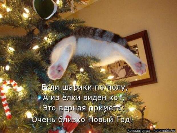 Котоматрицы на Новый год