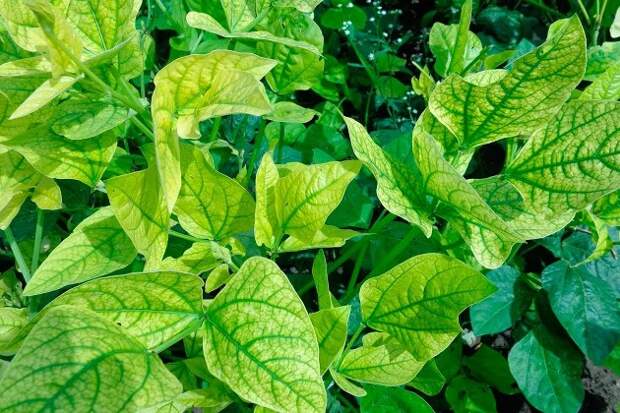 Как вовремя распознать хлороз и победить заболевание. Эффективный способ