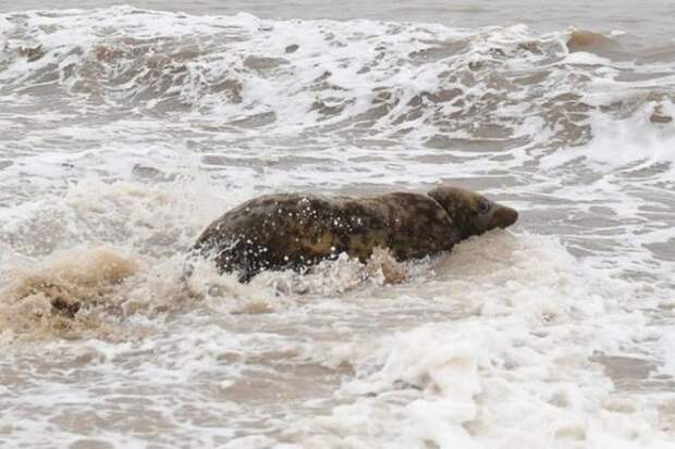 В Британии спасали тюленя с кольцом на шее 