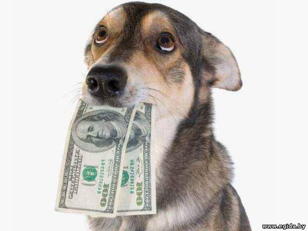 Депутаты предлагают обложить налогом домашних собак