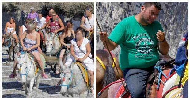Толстым туристам в Греции запретили кататься на ослах The Donkey Sanctuary, ynews, Санторини, животные, толстяки