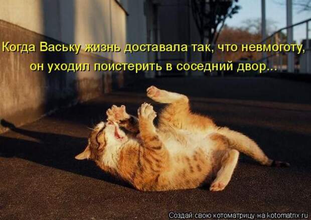 Котоматрицы(картинки с надписями)