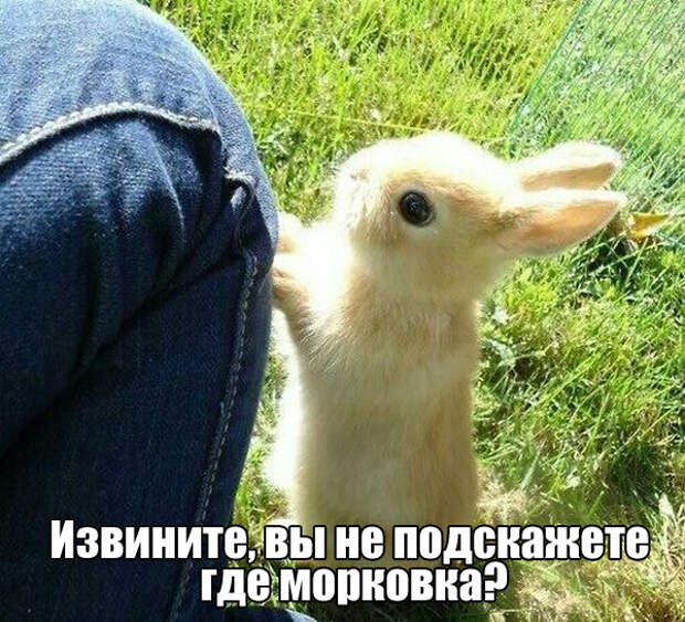 Прикольные картинки. Вечерний выпуск (50 фото)