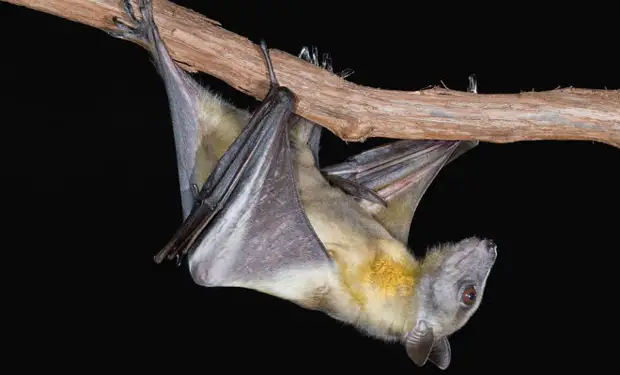 Почему летучие мыши почти ничем не болеют