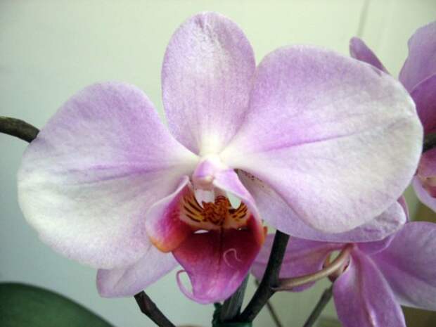 Фаленопсис (Phalaenopsis)