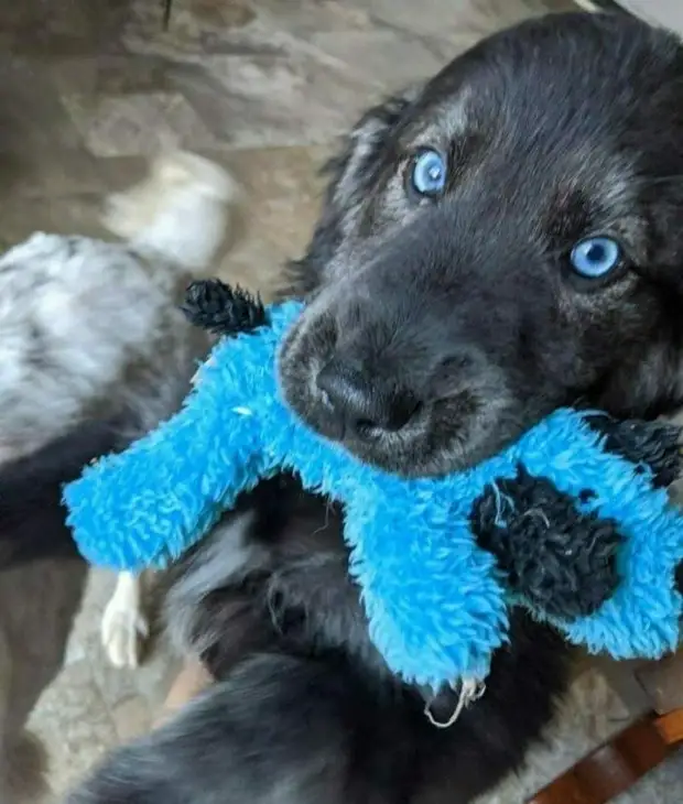 Непредсказуемые любимые игрушки домашних питомцев