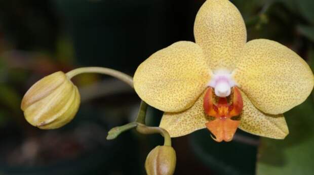 Фаленопсис (Phalaenopsis)
