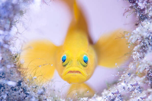 Работы конкурса дикой фотографии Wildlife Photographer of the Year 2018