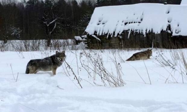 В Цигломени волки целой стаей загрызли кавказскую овчарку