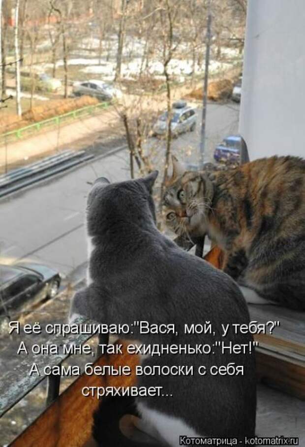 Котоматрицы(картинки с надписями)
